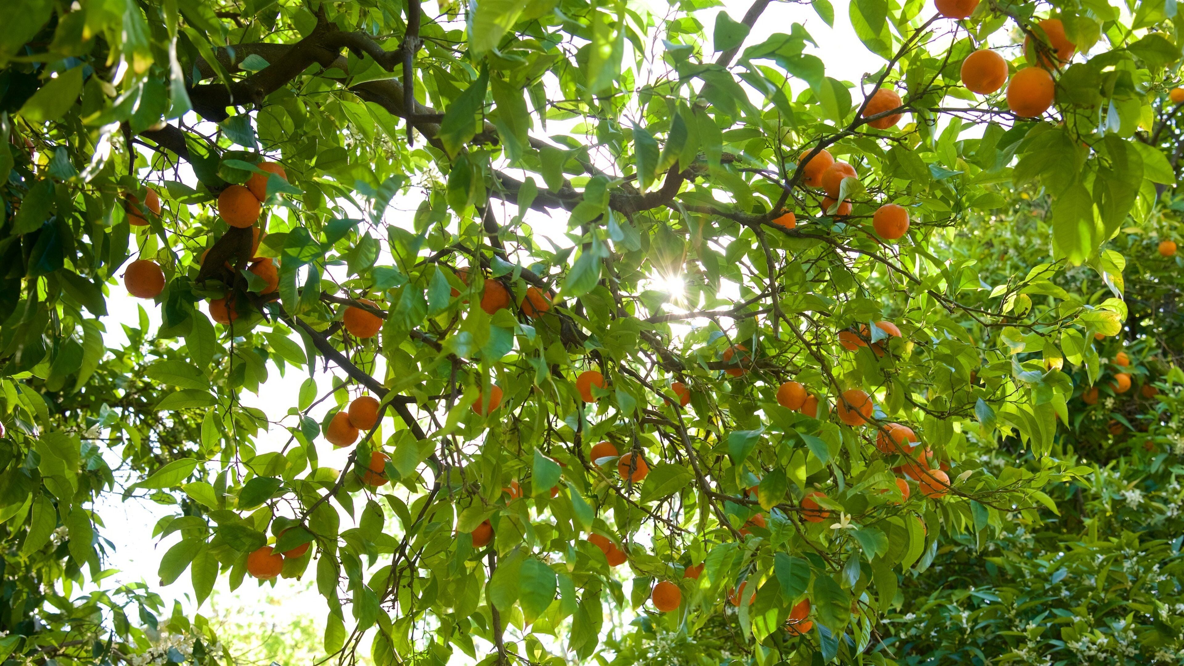 Sacramento Capitol Park showing a garden