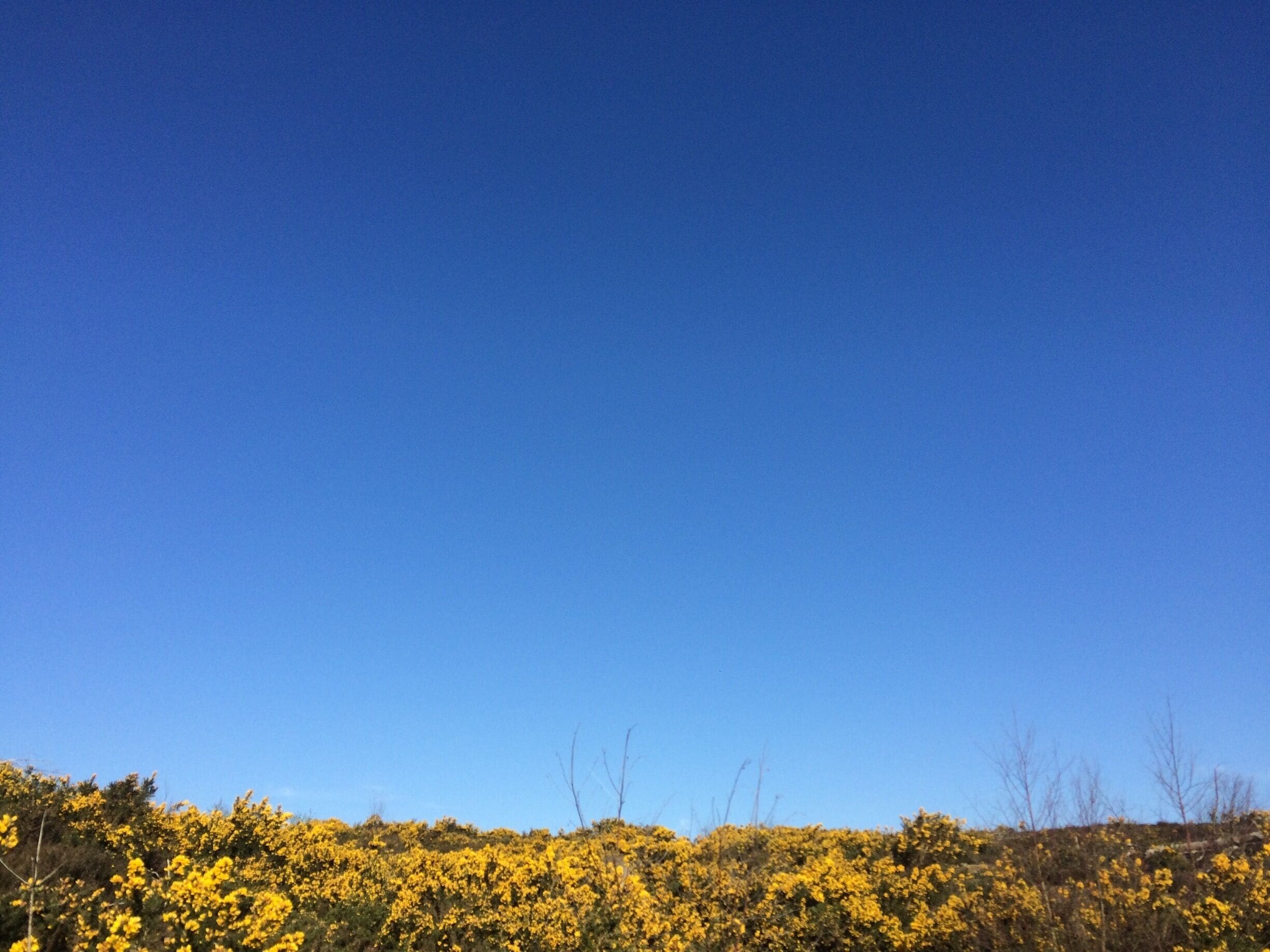 Sometimes it's just the simplest photos that are my favourites! Absolutely gorgeous blue skies at 7.30am (!!) while walking my dog over heathland covered by gorse. Love the contrast of #yellow and #blue here. 
#blue #sky #contrast #frensham #england #UK