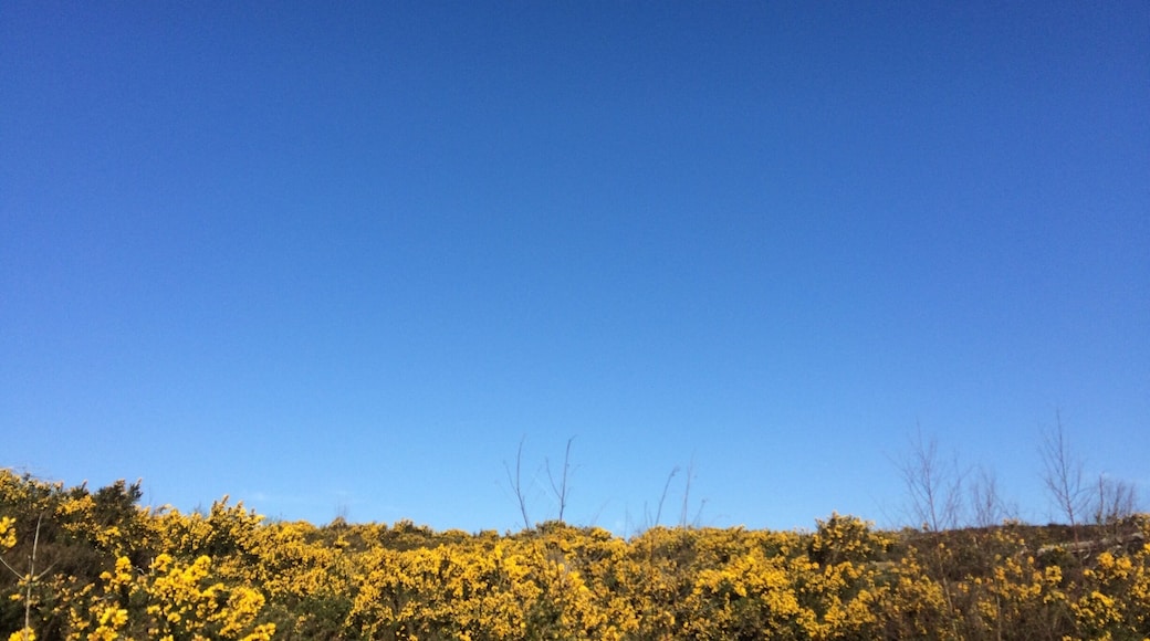 Sometimes it's just the simplest photos that are my favourites! Absolutely gorgeous blue skies at 7.30am (!!) while walking my dog over heathland covered by gorse. Love the contrast of #yellow and #blue here.
#blue #sky #contrast #frensham #england #UK