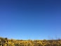 Sometimes it's just the simplest photos that are my favourites! Absolutely gorgeous blue skies at 7.30am (!!) while walking my dog over heathland covered by gorse. Love the contrast of #yellow and #blue here.
#blue #sky #contrast #frensham #england #UK