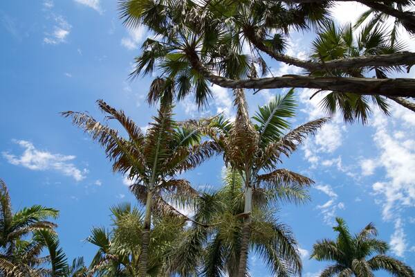 Gizella Kopsick Palm Arboretum