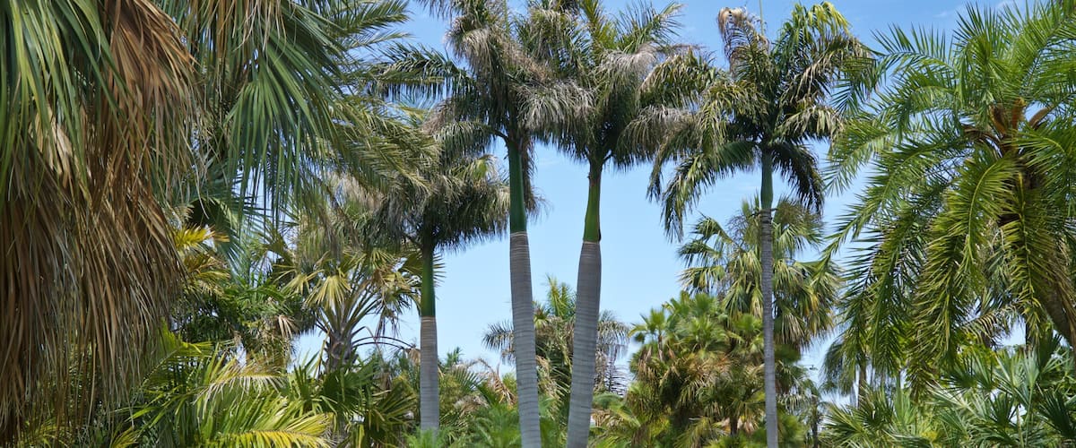 Gizella Kopsick Palm Arboretum