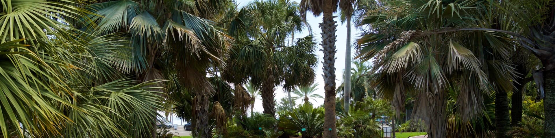 A curved brick pathway surrounded by palm trees and lush greenery.