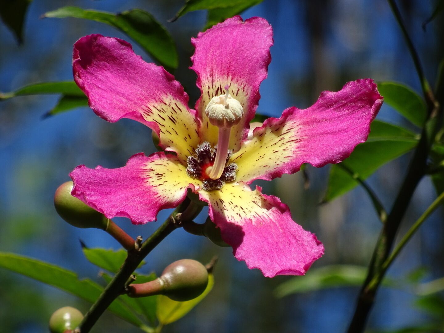 My favorite flower from my trip to Florida has to be from the floss silk tree (Chorisia speciosa).

The flower is about 4-6 inches across and the bright pink from the tips of the petals can be spotted from quite a distance.

It's like someone took the flower of a hibiscus and and infinitely improved upon it.

The Florida Botanical Gardens are beautiful AND free! With over 30 acres of themed gardens to explore and photograph. 