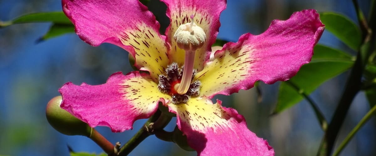 My favorite flower from my trip to Florida has to be from the floss silk tree (Chorisia speciosa).
The flower is about 4-6 inches across and the bright pink from the tips of the petals can be spotted from quite a distance.
It's like someone took the flower of a hibiscus and and infinitely improved upon it.
The Florida Botanical Gardens are beautiful AND free! With over 30 acres of themed gardens to explore and photograph.