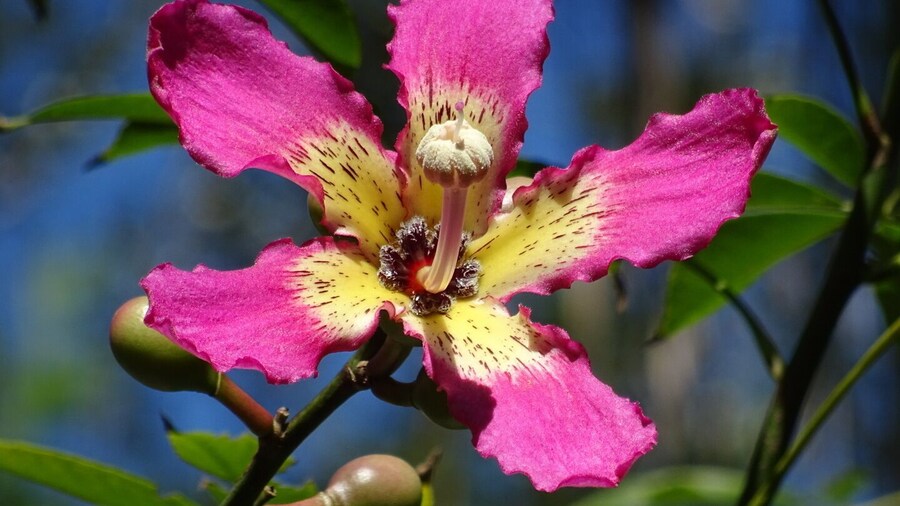 My favorite flower from my trip to Florida has to be from the floss silk tree