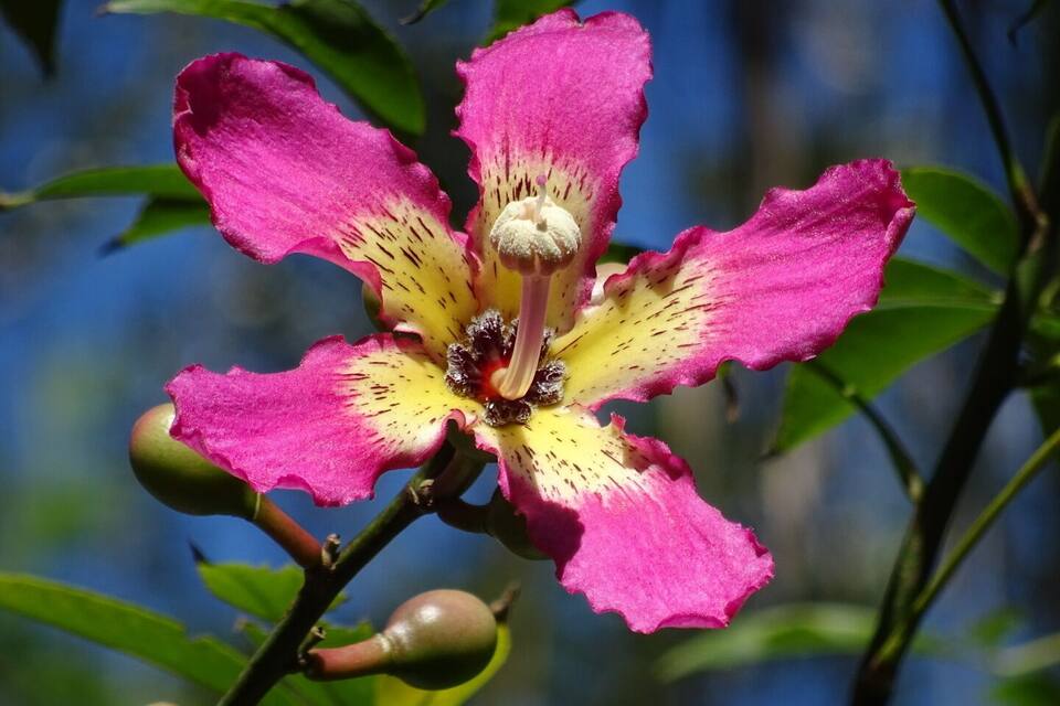 A pink and yellow flower with a bee on it.
