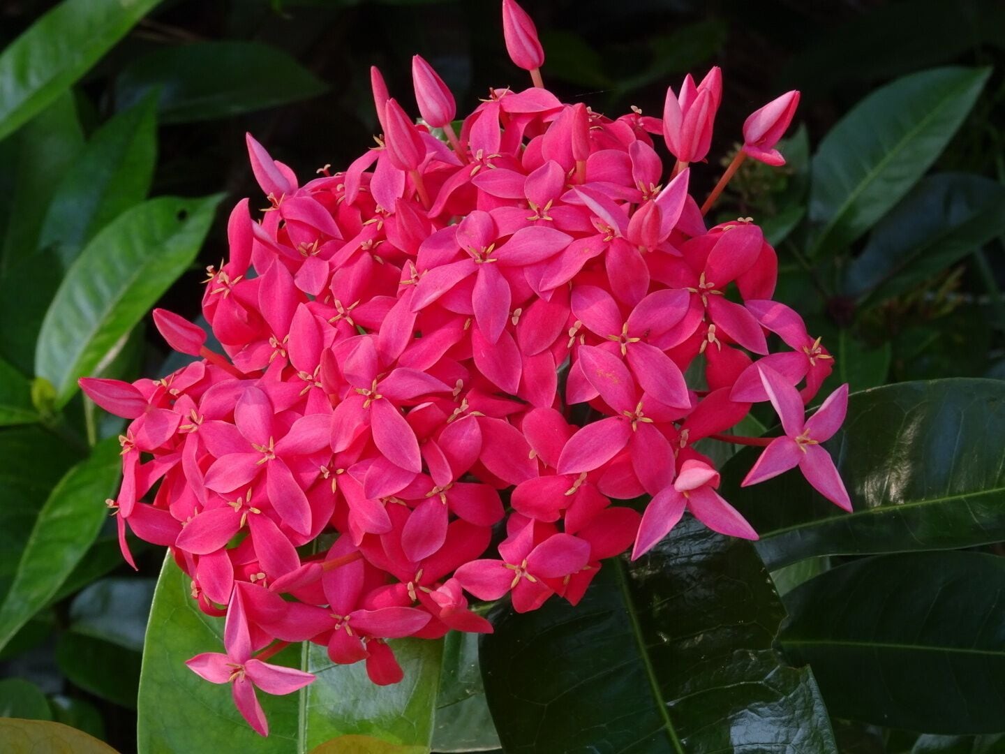The bright cherry red bloom of the jungle geranium (Ixora coccinea) at the Florida Botanical Gardens in Largo.

The Florida Botanical Gardens are beautiful AND free! With over 30 acres of themed gardens to explore and photograph.