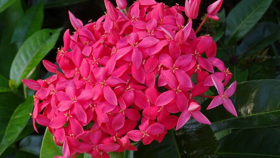 The bright cherry red bloom of the jungle geranium (Ixora coccinea) at the Florida Botanical Gardens in Largo.
The Florida Botanical Gardens are beautiful AND free! With over 30 acres of themed gardens to explore and photograph.