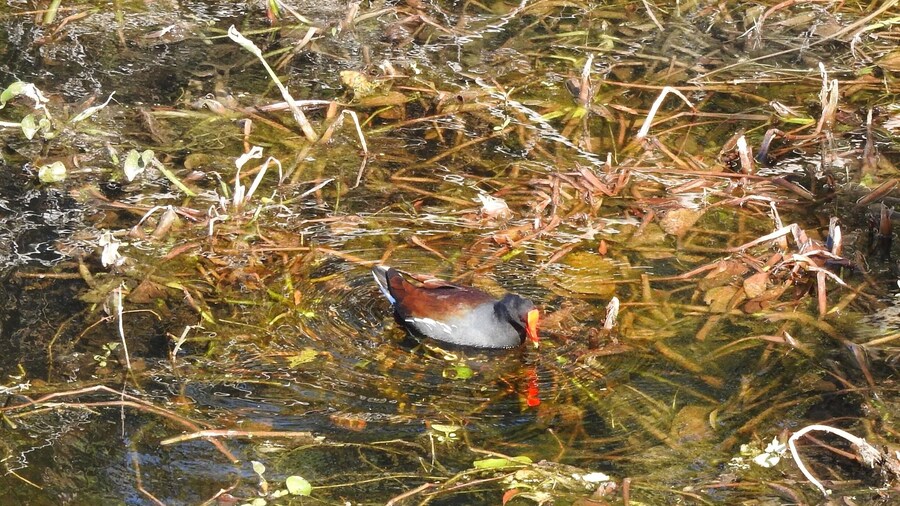 The Common Moorhen lives around well-vegetated marshes, ponds, canals, etc.
#Nature