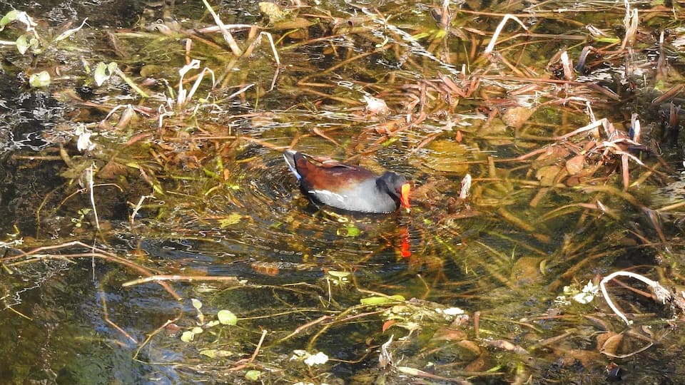 The Common Moorhen lives around well-vegetated marshes, ponds, canals, etc.
#Nature