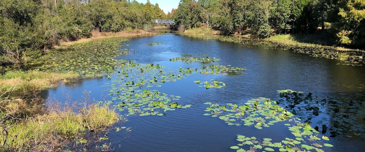 The Florida Botanical Gardens in Largo, Florida, United States include flora, fauna and natural resources in surroundings intended to inspire, educate and promote environmentally friendly techniques. Florida natives, rare and unusual exotics and garden plants are included.
The Gardens are open every day of the year from 7am to dusk and admission is free.
#gardens