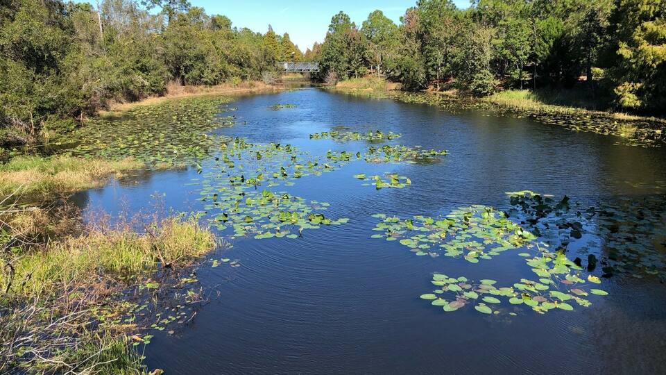 The Florida Botanical Gardens in Largo, Florida, United States include flora, fauna and natural resources in surroundings intended to inspire, educate and promote environmentally friendly techniques. Florida natives, rare and unusual exotics and garden plants are included.
The Gardens are open every day of the year from 7am to dusk and admission is free.
#gardens