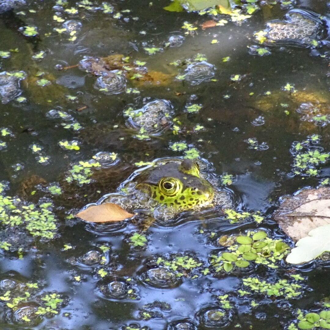 A bright green frog blending in quite well with his surroundings. 

The Florida Botanical Gardens are beautiful AND free! With over 30 acres of themed gardens to explore and photograph.