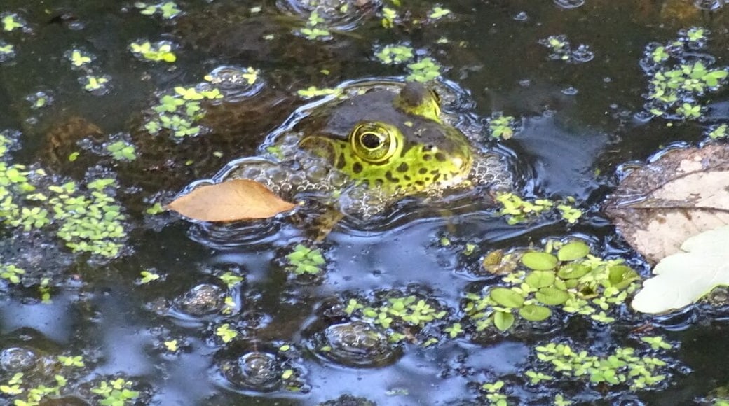 A bright green frog blending in quite well with his surroundings.
The Florida Botanical Gardens are beautiful AND free! With over 30 acres of themed gardens to explore and photograph.