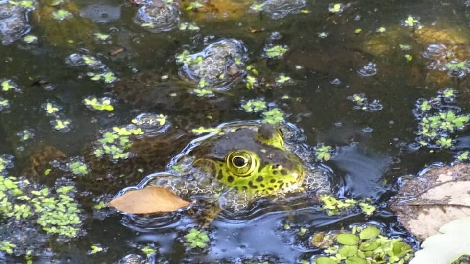 A bright green frog blending in quite well with his surroundings.
The Florida Botanical Gardens are beautiful AND free! With over 30 acres of themed gardens to explore and photograph.