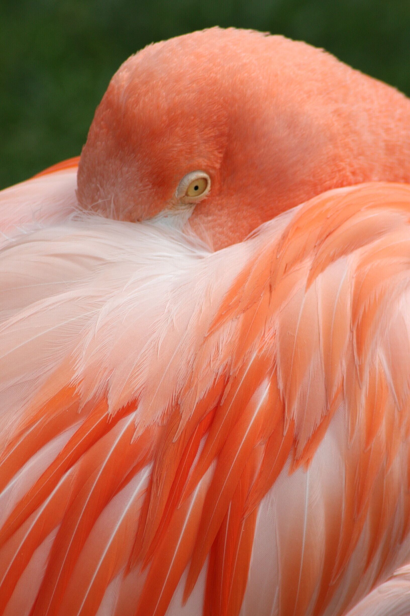 Close up of a flamingo at Port Lympne.