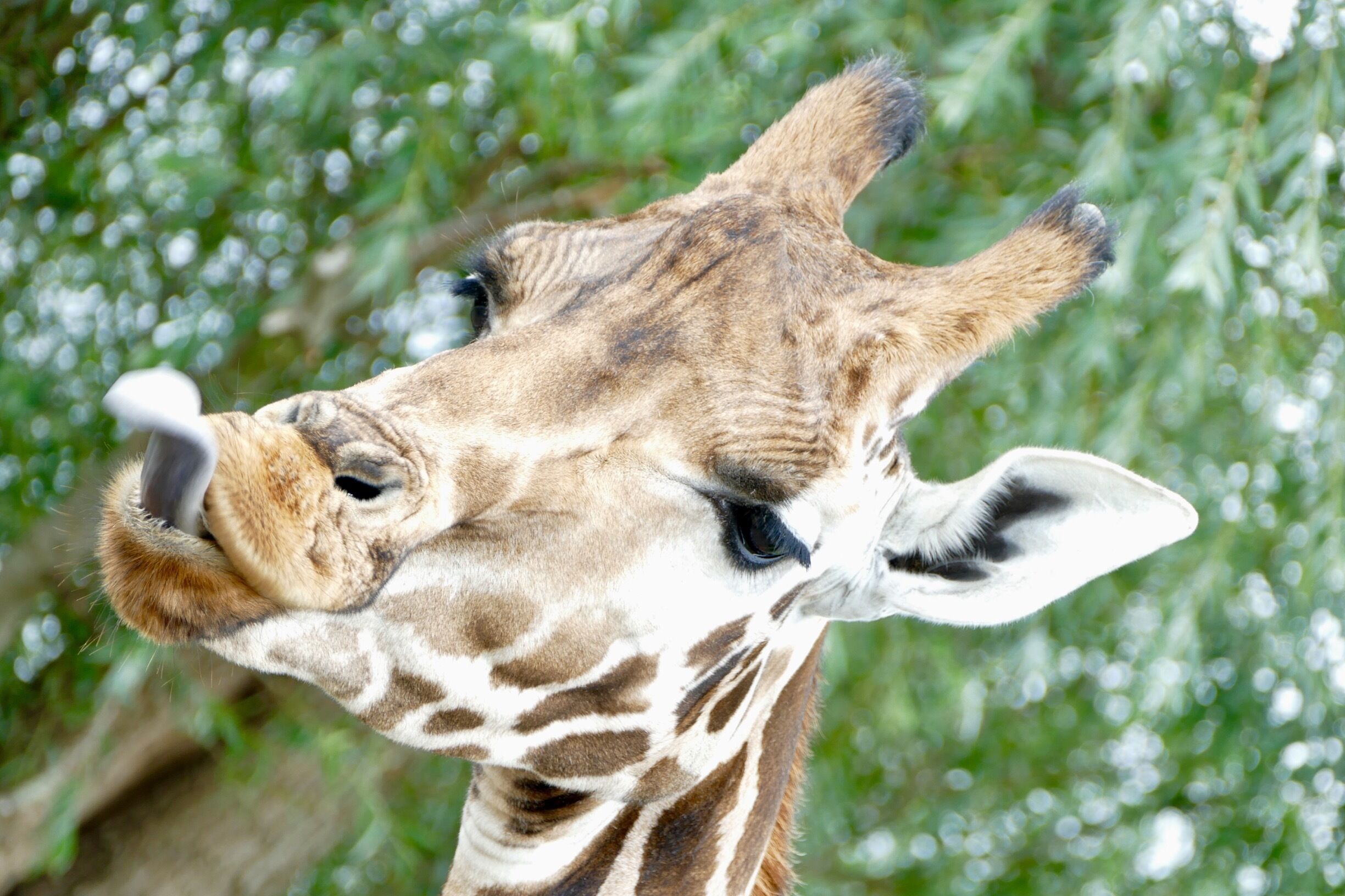 Taken on the overnight African safari experience. Loved it!