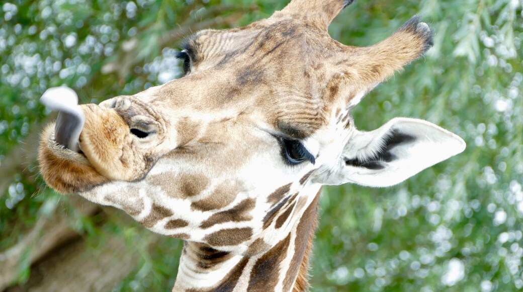 Taken on the overnight African safari experience. Loved it!