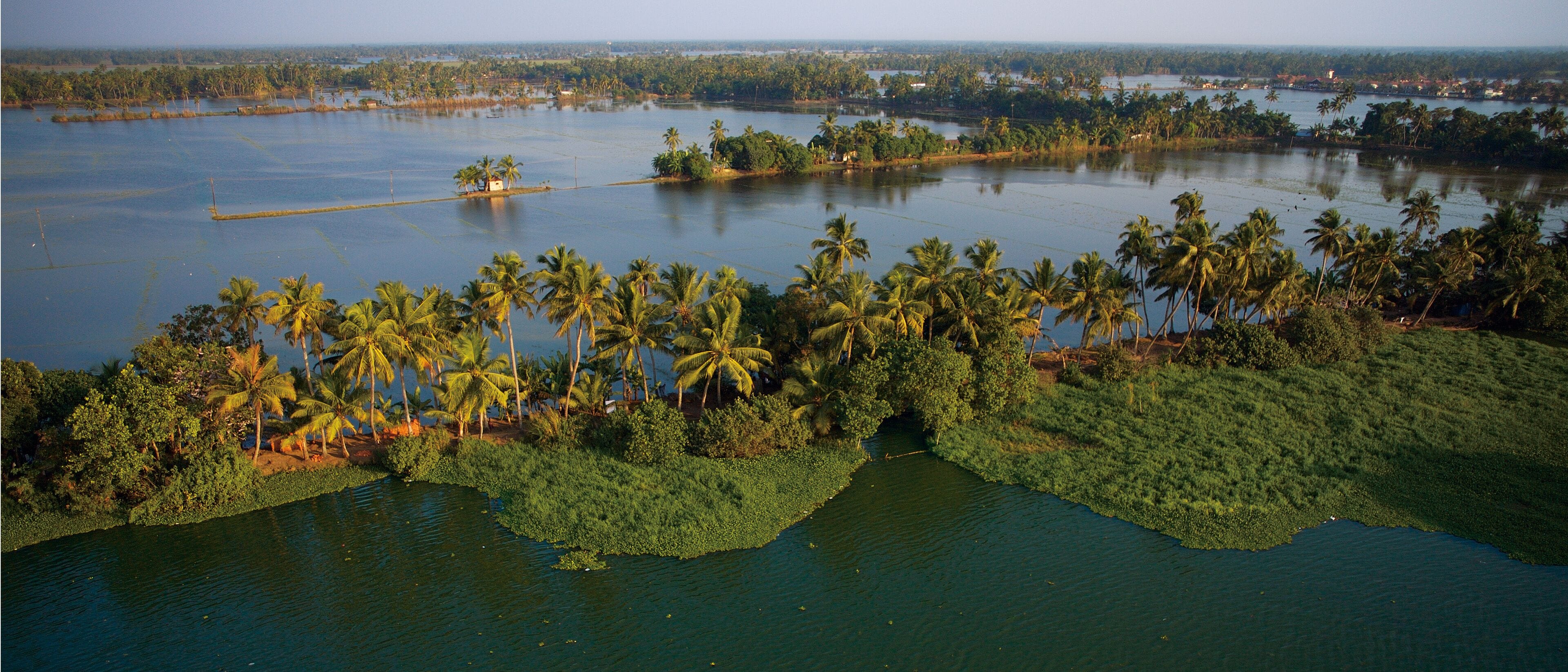 An aerial view of a river surrounded by dense palm trees and green vegetation.
