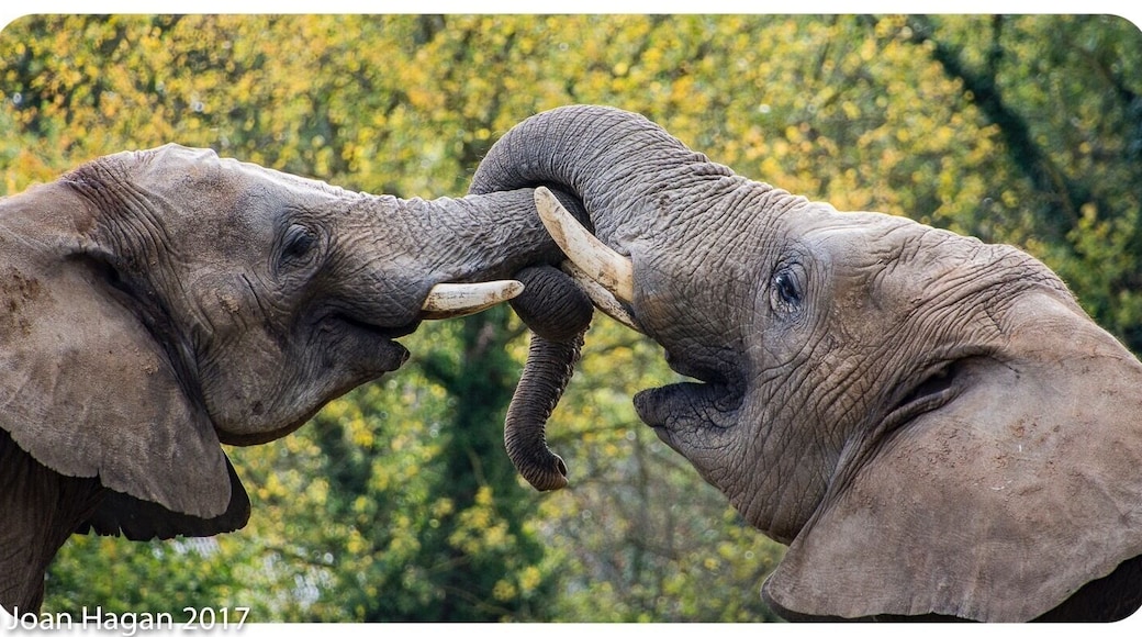 Howletts is one of two parks owned by Aspinall foundation in Kent. Lots to see from Tigers, Lions and Gorillas to Elephants, Rhino and leopards. Yearly membership is available for both parks and Great value for money.