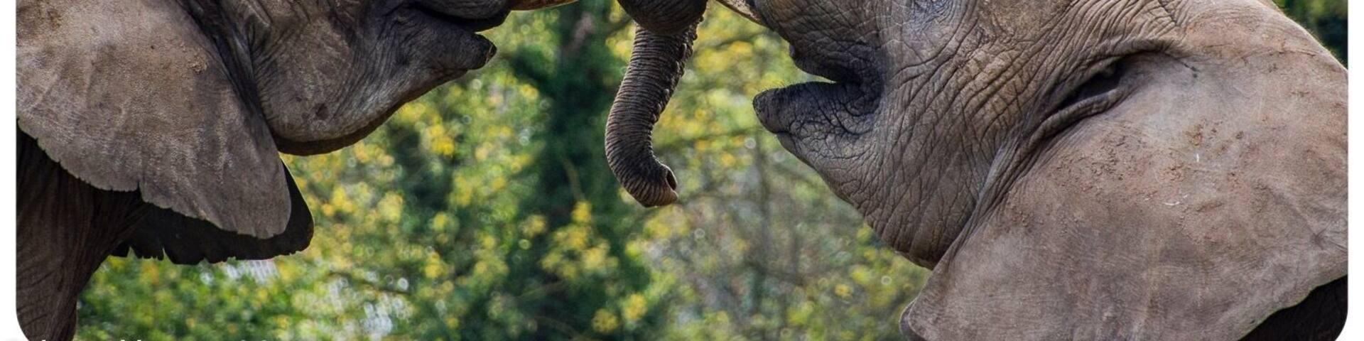 Howletts is one of two parks owned by Aspinall foundation in Kent. Lots to see from Tigers, Lions and Gorillas to Elephants, Rhino and leopards. Yearly membership is available for both parks and Great value for money.