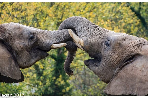 Howletts is one of two parks owned by Aspinall foundation in Kent. Lots to see from Tigers, Lions and Gorillas to Elephants, Rhino and leopards. Yearly membership is available for both parks and Great value for money.
