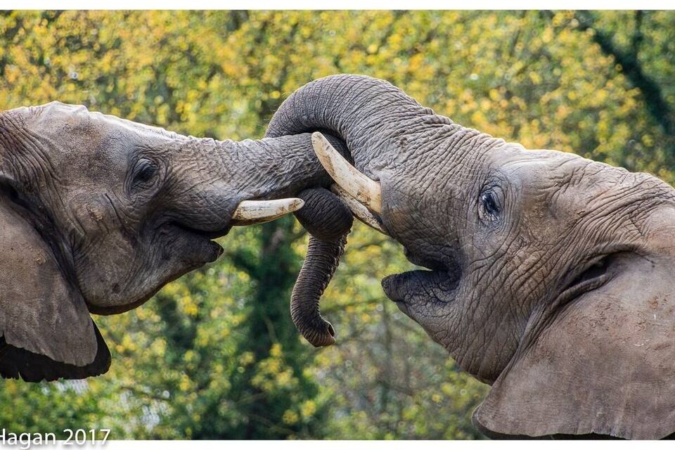 Two elephants with tusks facing each other.