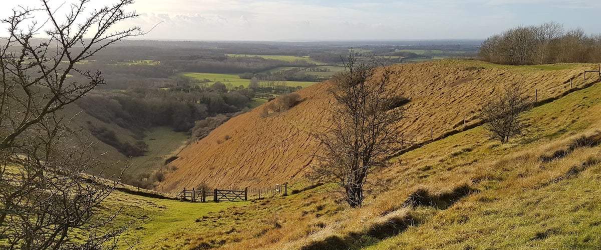 A hilly landscape with a fence, a tree, and a distant view of fields.