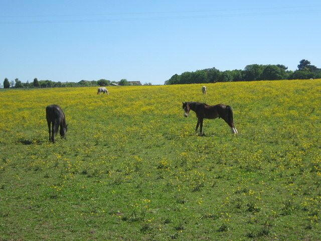 Horses in a buttercup field As seen from footpath from A224 London Road to Shoreham Lane.