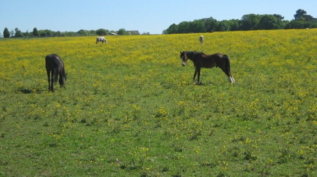 Horses in a buttercup field As seen from footpath from A224 London Road to Shoreham Lane.
