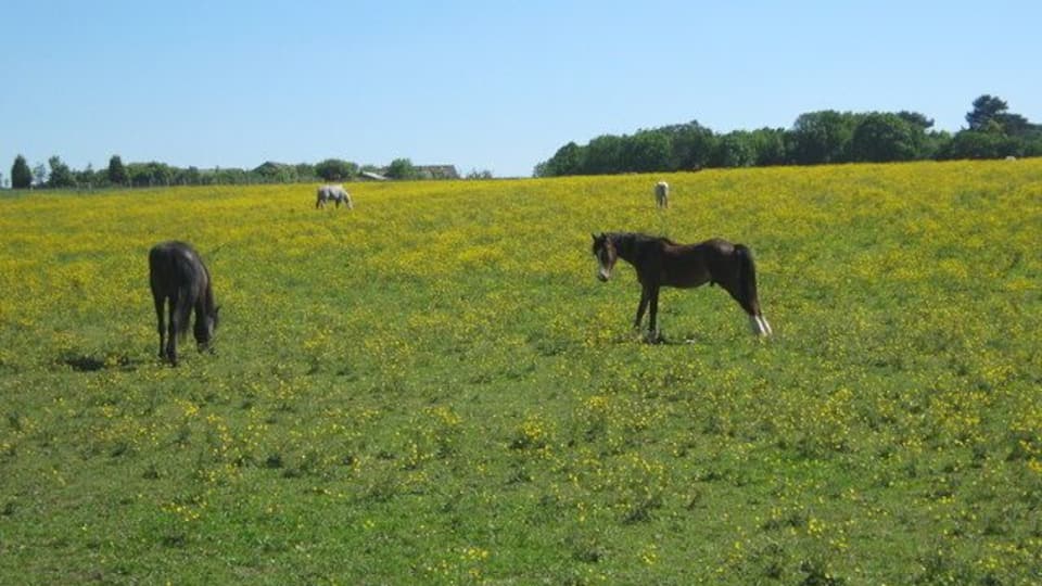 Horses in a buttercup field As seen from footpath from A224 London Road to Shoreham Lane.
