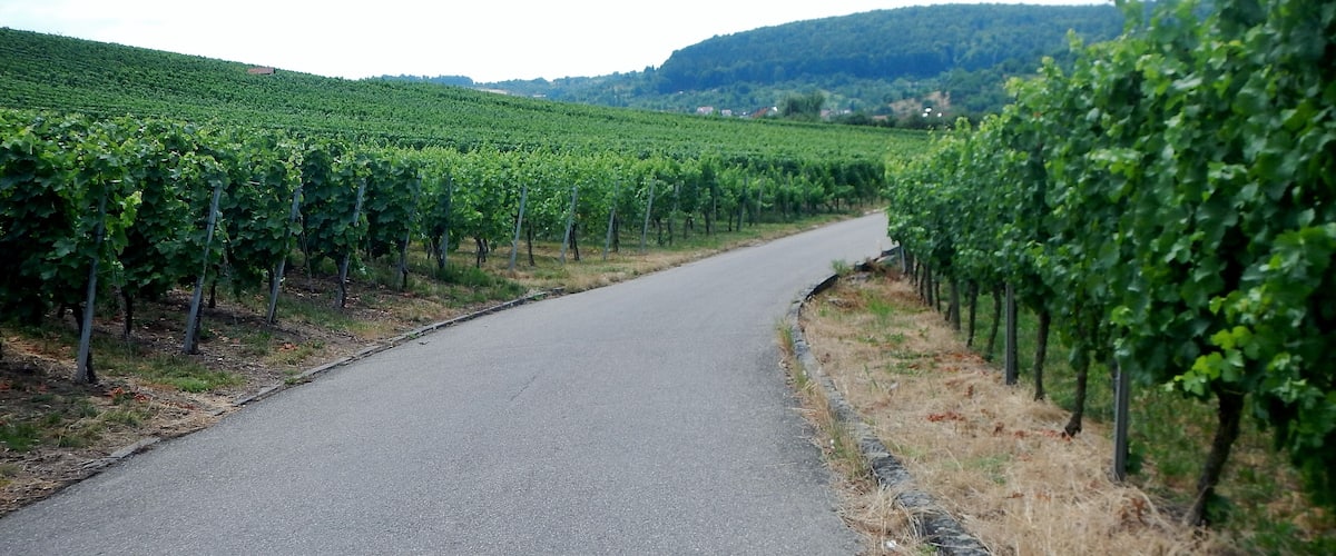 Weinberge