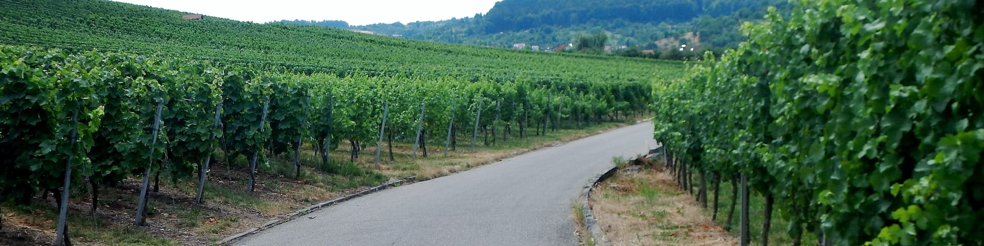 Weinberge