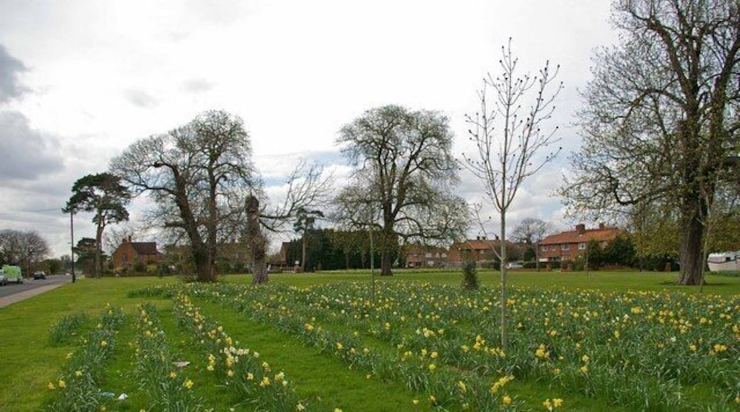 Garron Lane Green Why is it that councils seem to love to plant flowers in straight lines?
