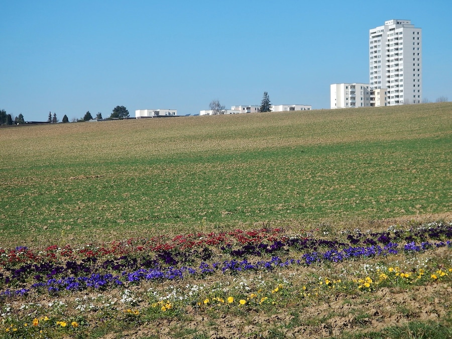 A field with colorful flower beds and a tall building in the background.