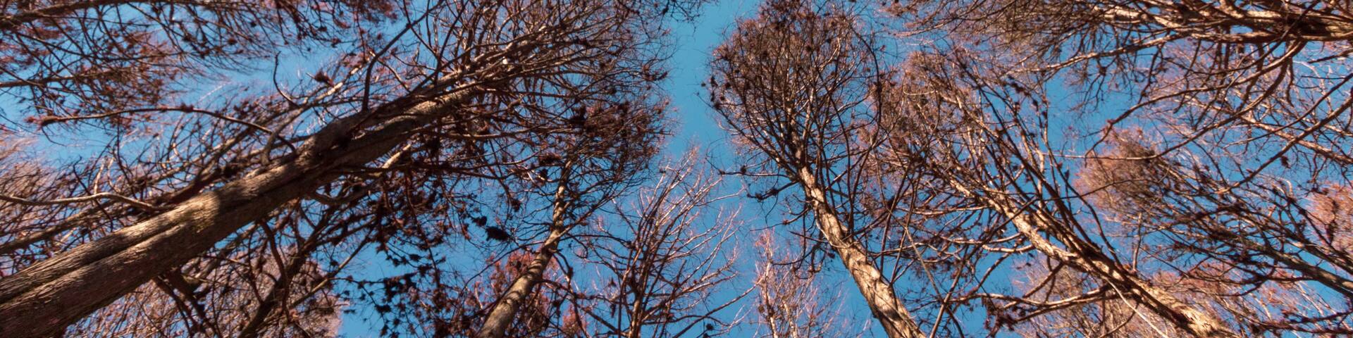 Beautifful view of Red Pine trees in Campos do Jordao, Sao Paulo, Brazil