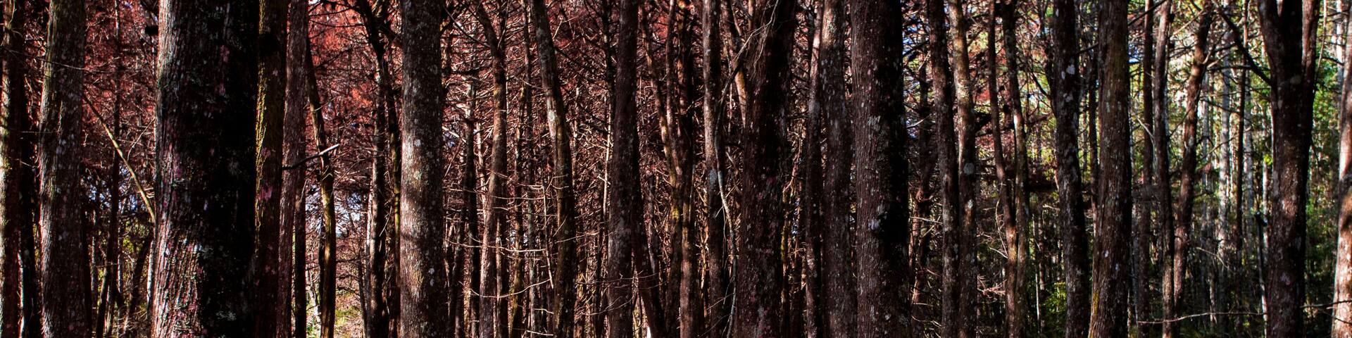 A dense forest with tall trees and a ground covered in reddish-brown forest floor.