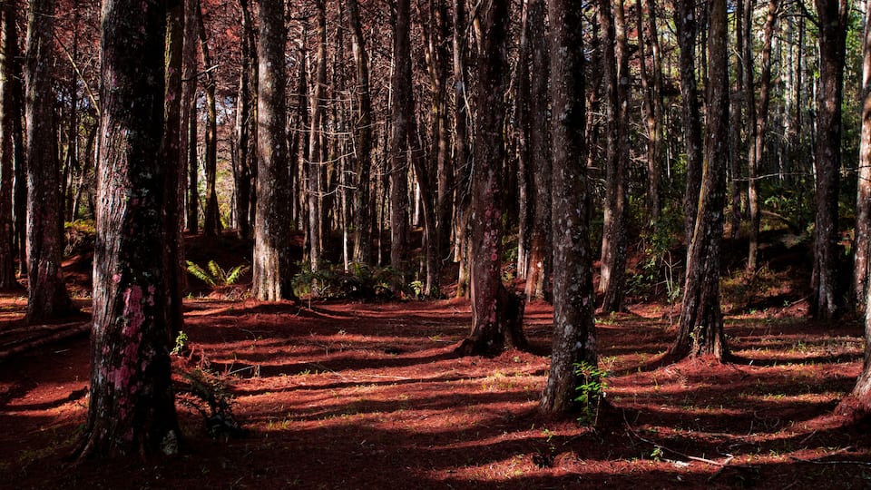 Campos do Jordão, São Paulo, Brasil: Bosque Vermelho no Parque Estadual de Campos de Jordão na Serra da Mantiqueira
