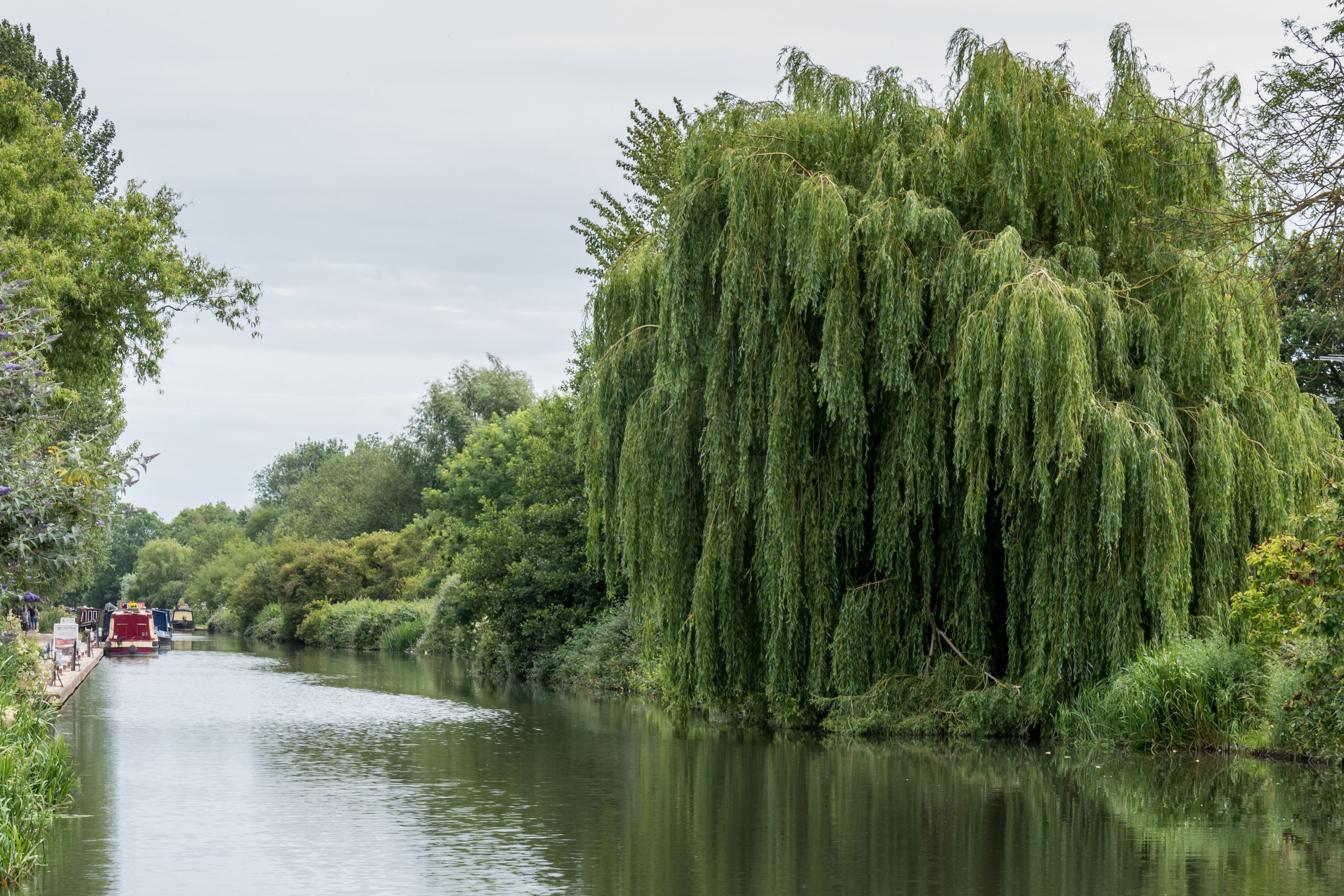 A river with a weeping willow tree on the right bank.