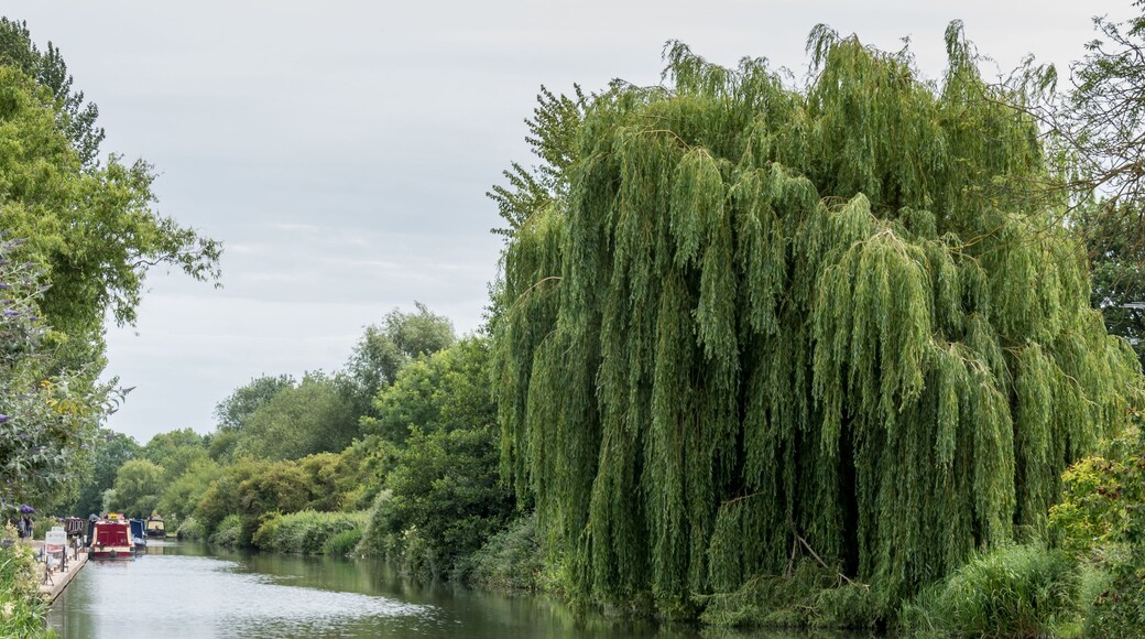 A river with a weeping willow tree on the right bank.