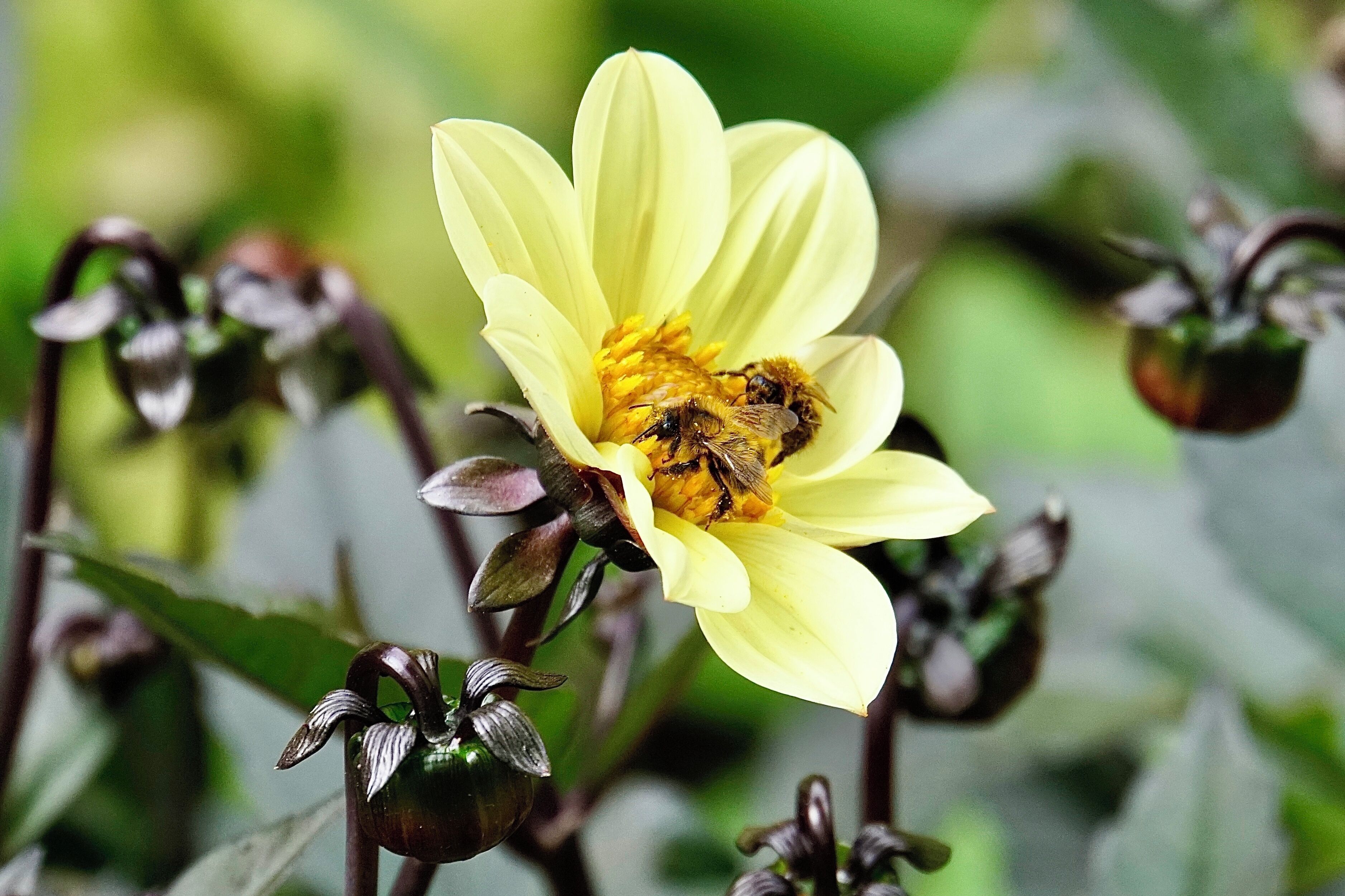 In the gardens of Highclere Castle on a bright Autumn day, Highclere, Berkshire, UK (Sep 2018).