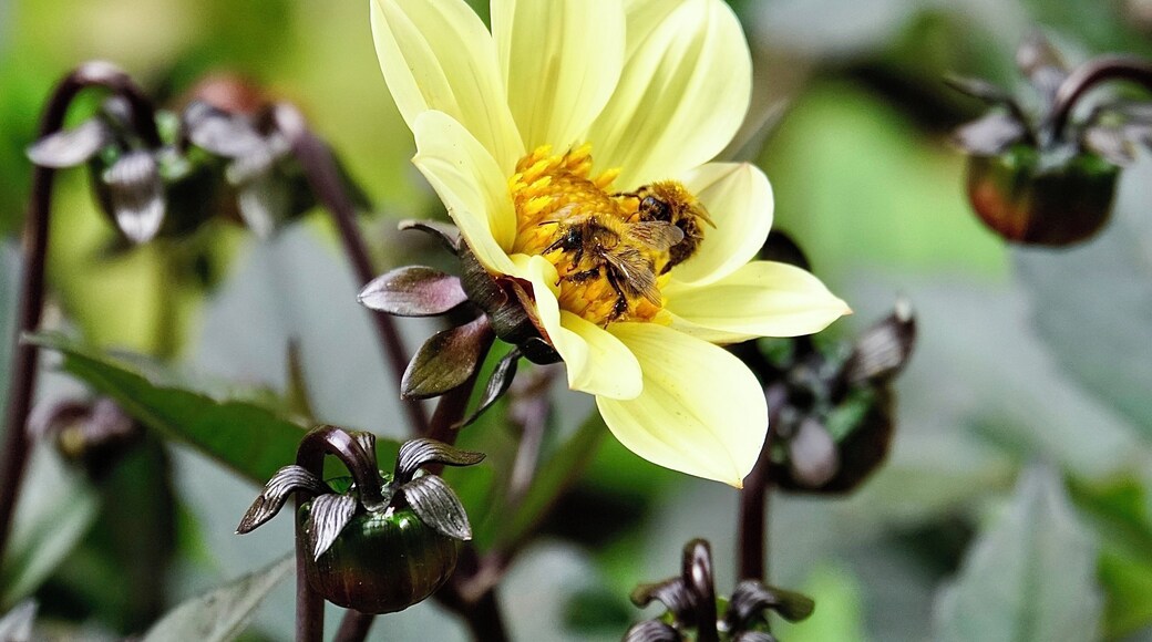 In the gardens of Highclere Castle on a bright Autumn day, Highclere, Berkshire, UK (Sep 2018).