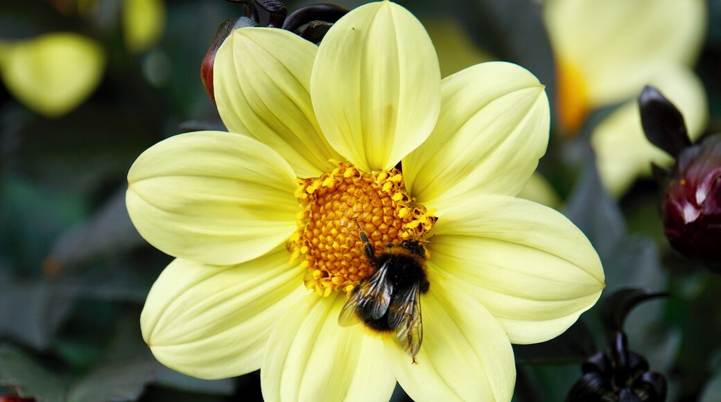 A busy Bee enjoying the garden of Highclere Castle (aka Downton Abbey), Berkshire, UK (Sept 2018). #nature #naturalworld #bees