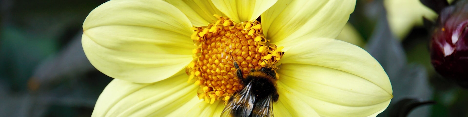 A busy Bee enjoying the garden of Highclere Castle (aka Downton Abbey), Berkshire, UK (Sept 2018). #nature #naturalworld #bees