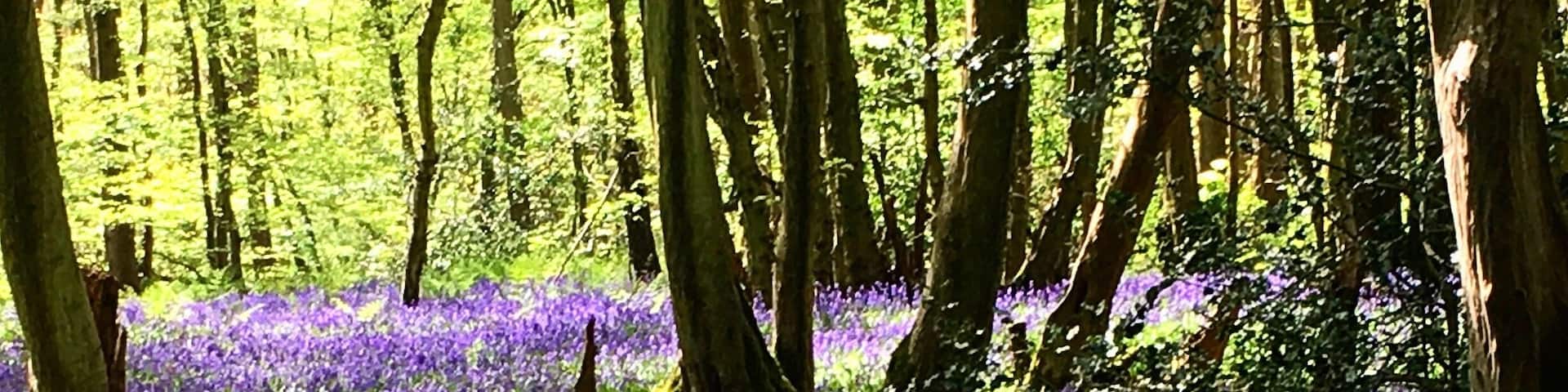 One of my favourite springtime activities is a walk in nearby woodland. A carpet of gorgeous bluebells cover the woodland floor and the fragrance is divine. It's good for the soul! #springfun