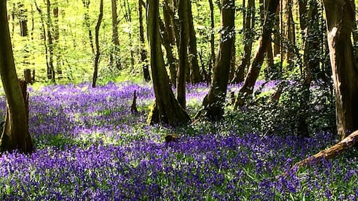 One of my favourite springtime activities is a walk in nearby woodland. A carpet of gorgeous bluebells cover the woodland floor and the fragrance is divine. It's good for the soul! #springfun