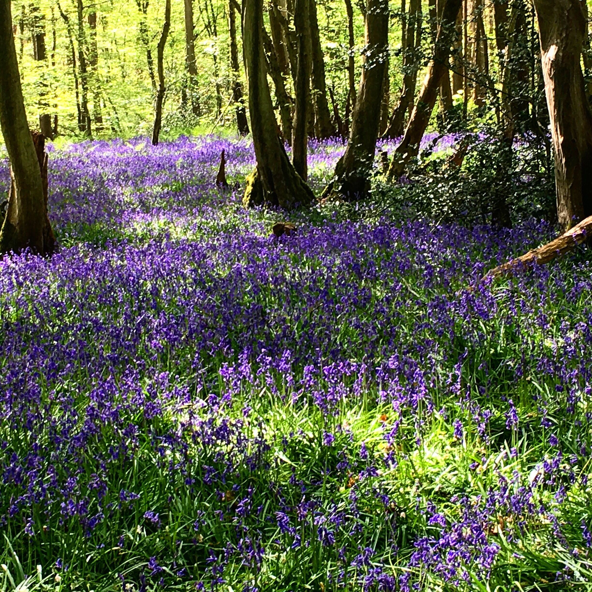A forest with a carpet of purple flowers.