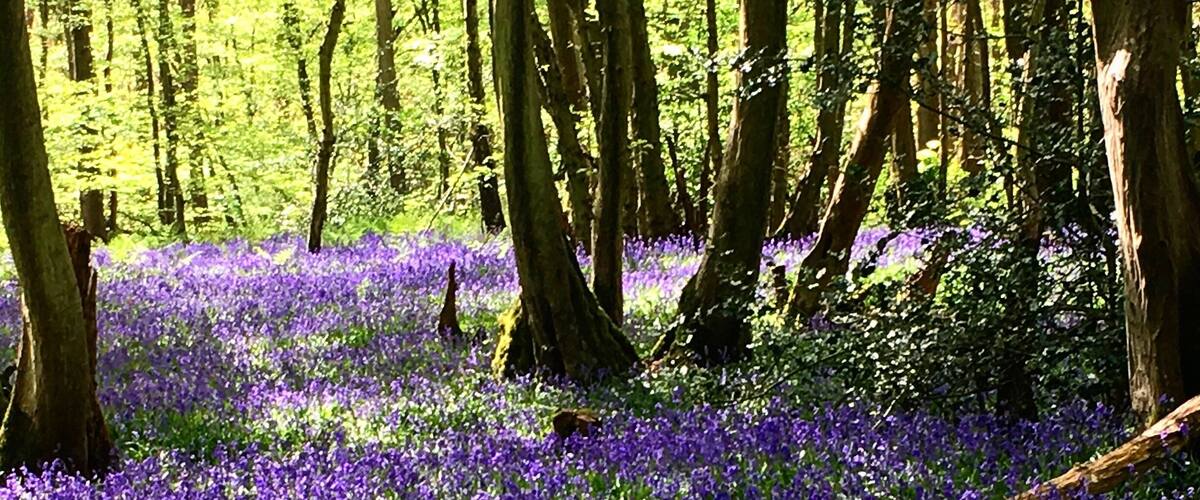 A forest with a carpet of purple flowers.