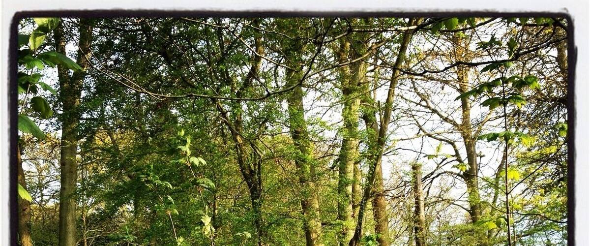 The beautiful nature reserve right on our doorstep. Bluebell time is my favourite time of the year up there ❤️